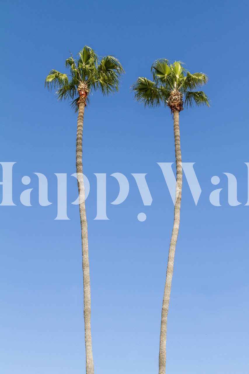 Two tall palm trees against a bright blue sky wallpaper