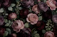 Midnight Bloom Essence