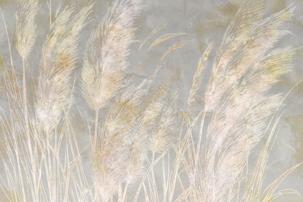 Pampas Grass Dreams
