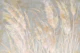 Pampas Grass Dreams
