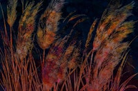 Dreamy Pampas Grass Night wallpaper
