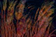 Dreamy Pampas Grass Night