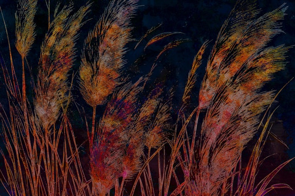 Dreamy Pampas Grass Night
