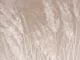 Dreamy Pampas Grass Luxury