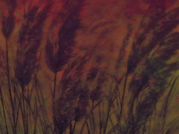 Dreamy Pampas Grass Autumn