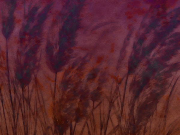 Dreamy Pampas Grass Serenity