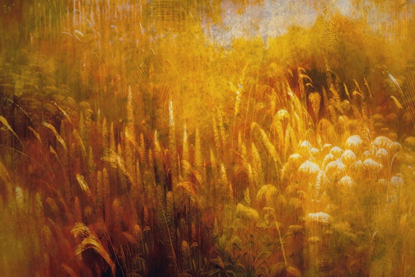 Golden Sunset Meadow