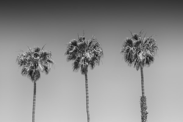 Lovely Palm Trees monochrome