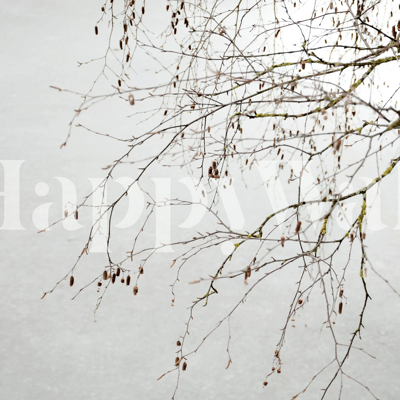 Delicate tree branches on soft gray background wallpaper