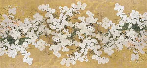 Golden Chrysanthemum Field