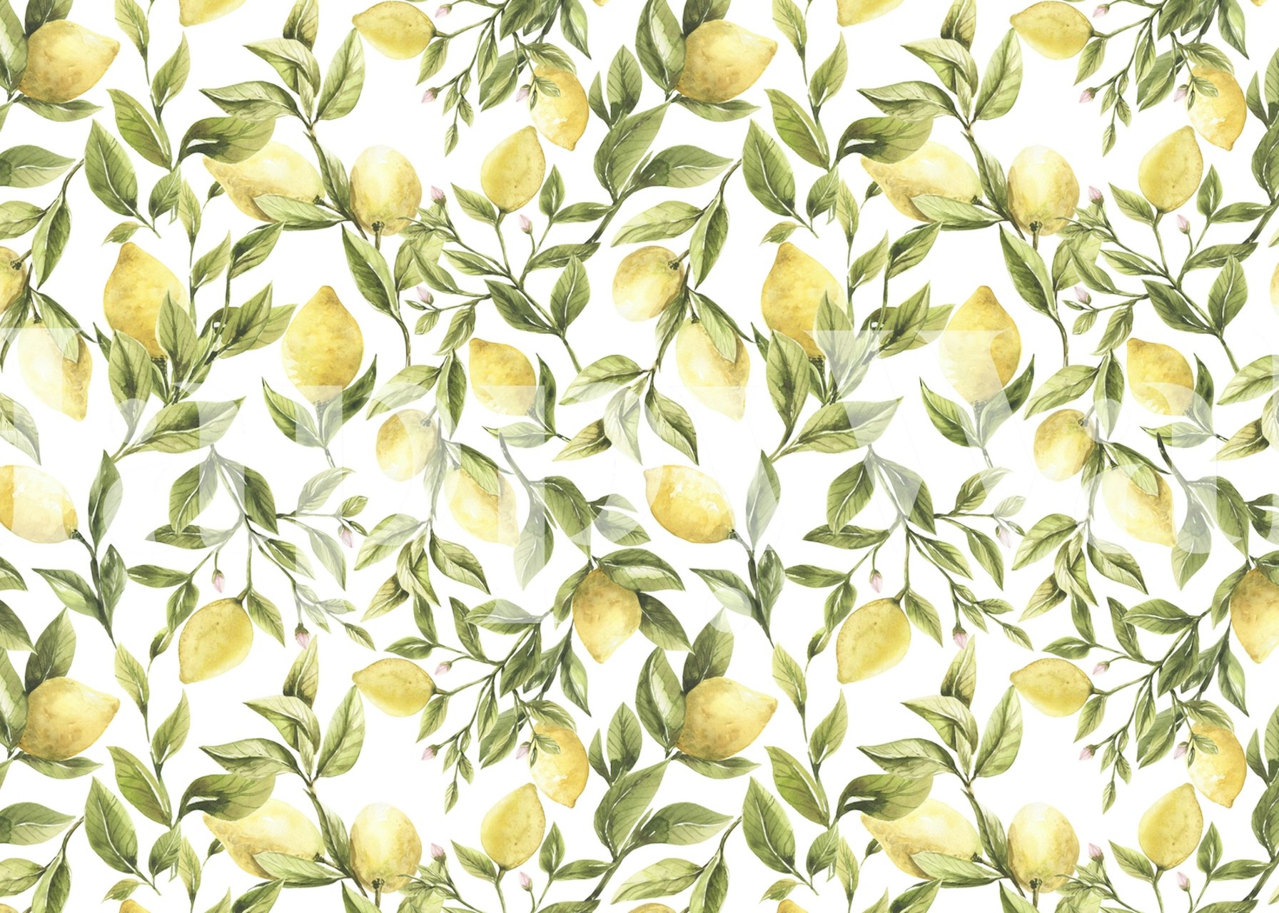Yellow lemons with green leaves on white backdrop wallpaper