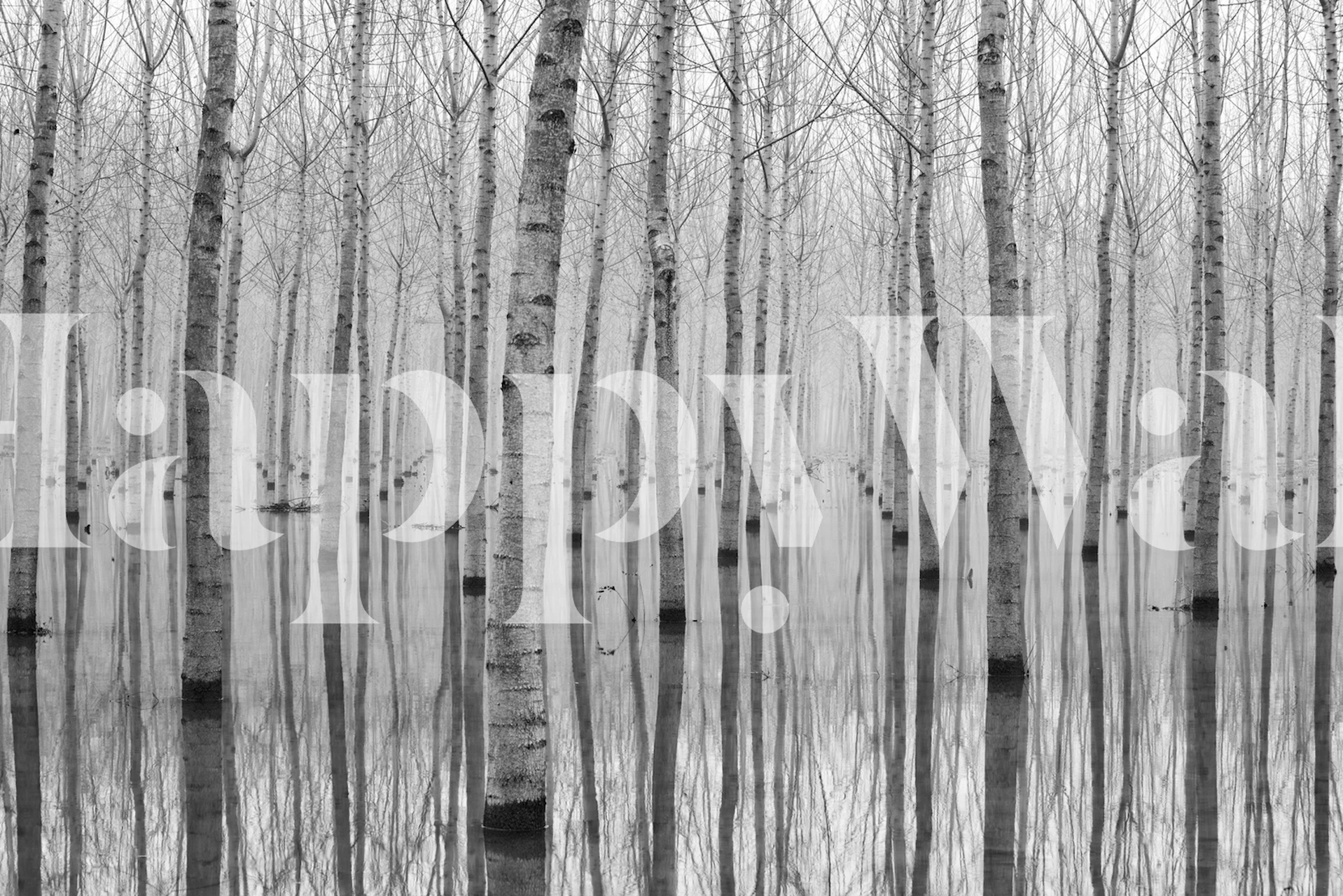 Black and white birch trees with reflections wallpaper