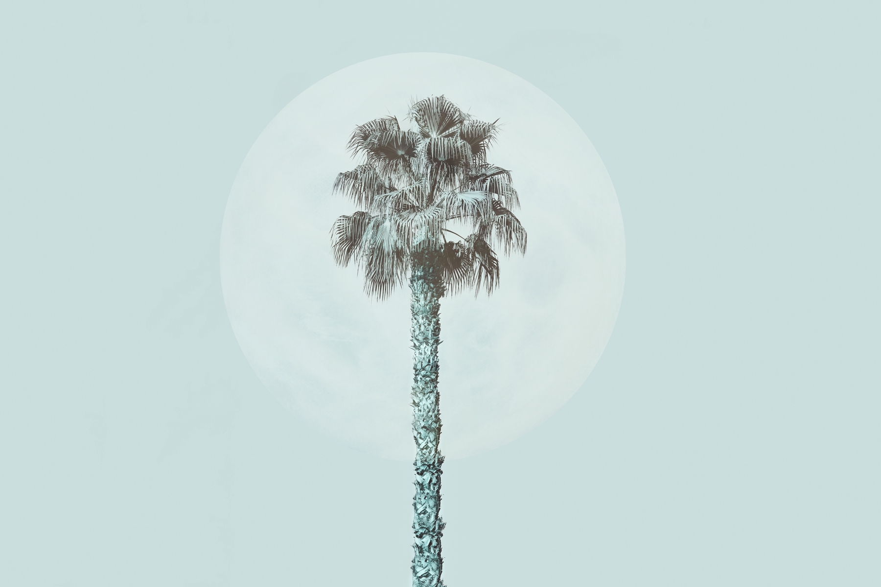 Tropical Palm Tree and Moon Wallpaper | Happywall