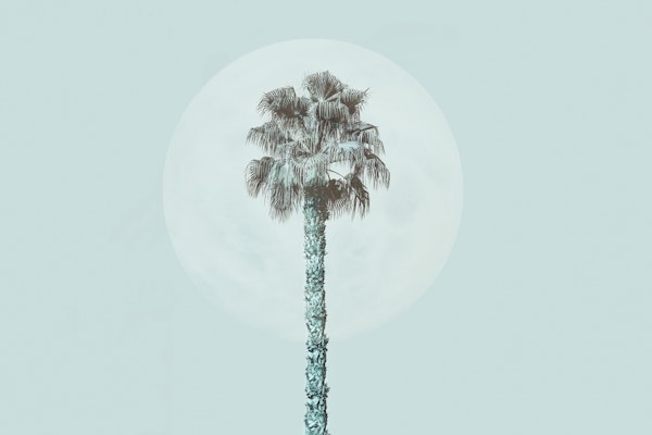 Tropical Palm Tree And Moon
