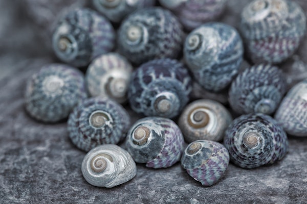 Blue Snail Shells