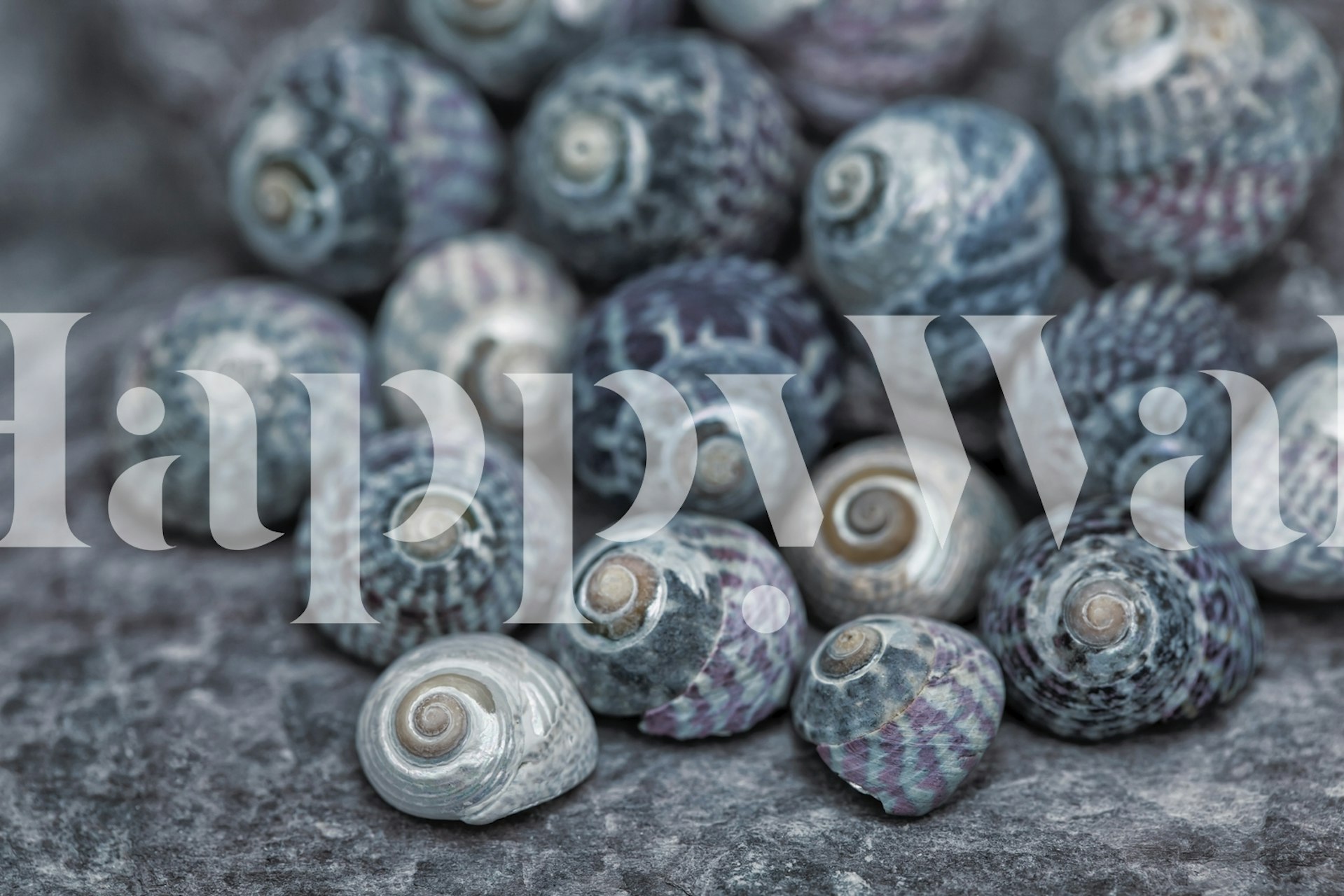 Blue snail shells wallpaper in a room