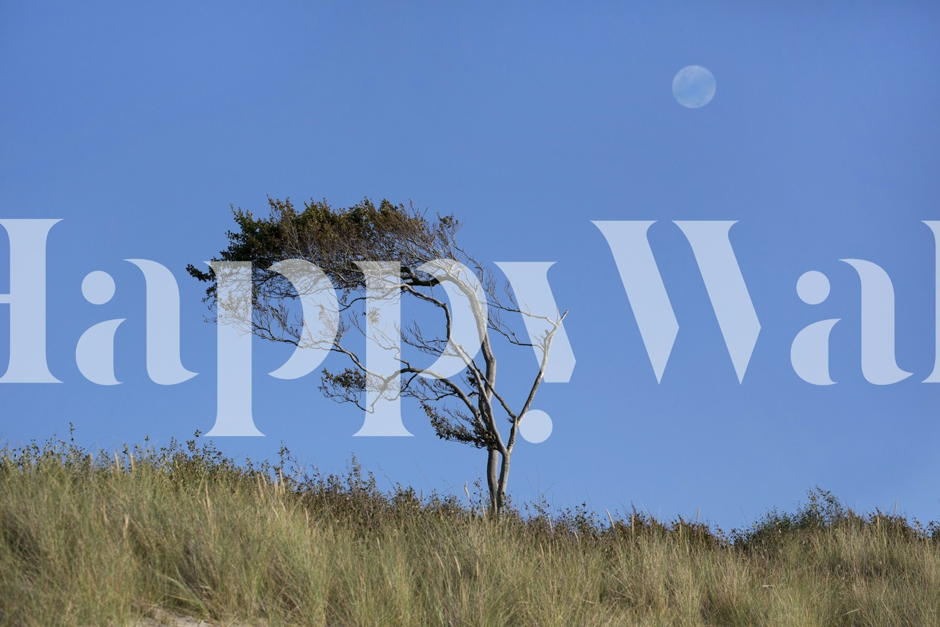 Carta da parati Tree and moon in una stanza