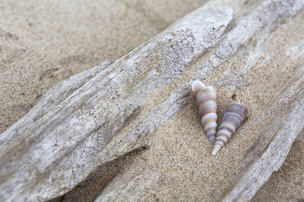 Shells On Driftwood