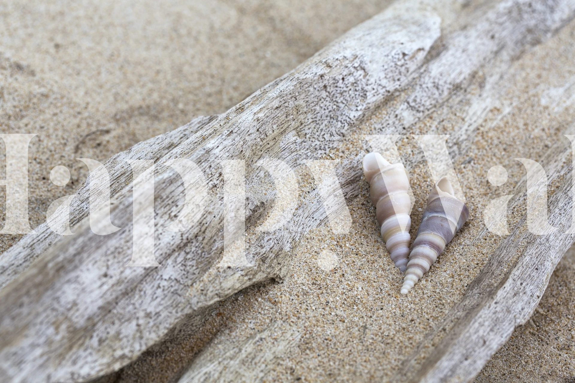 Shells on driftwood wallpaper in a room