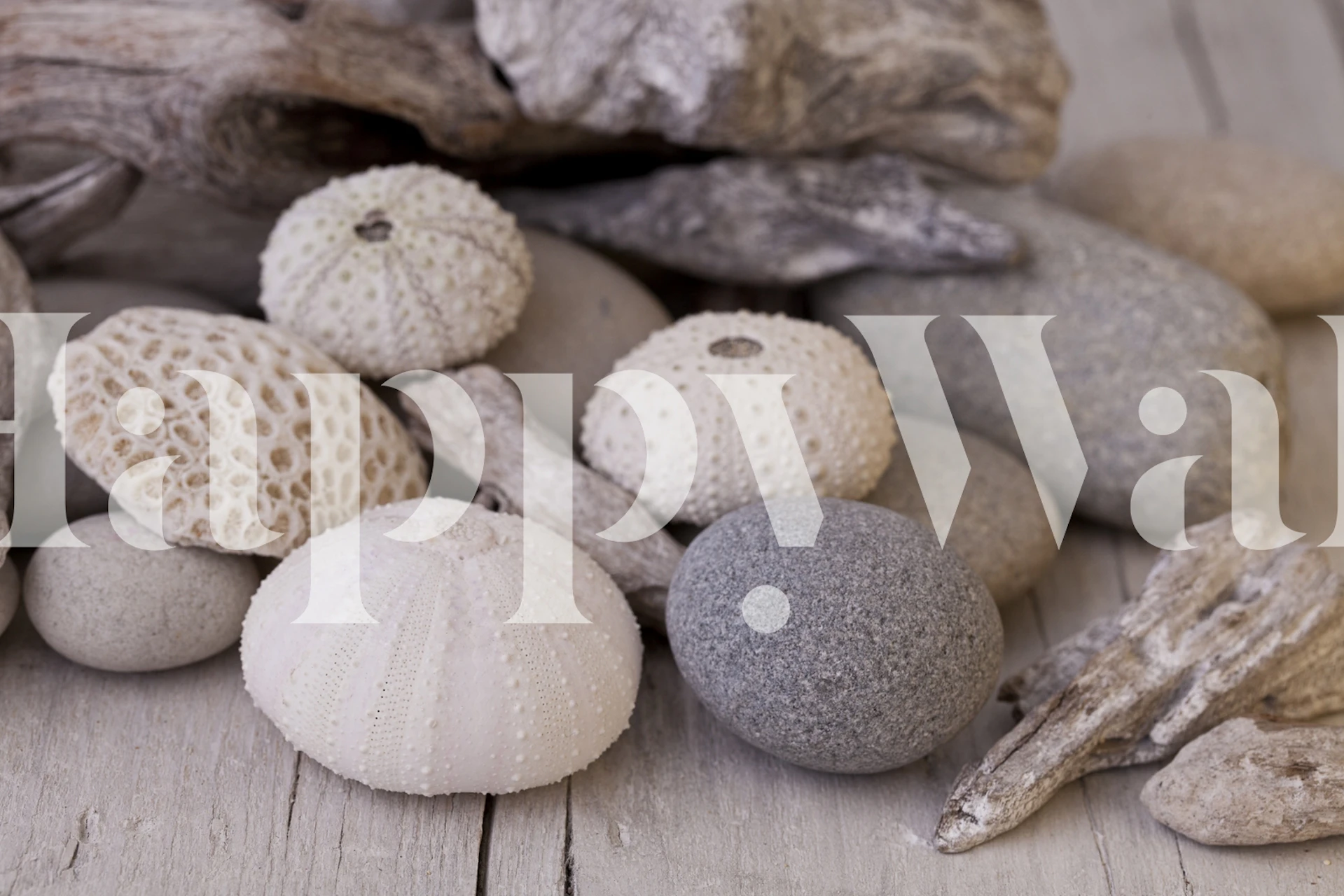 White sea urchin shells on grey stones and driftwood wallpaper