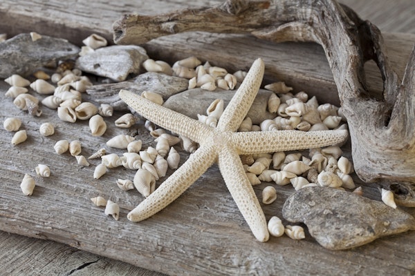 Starfish Still Life