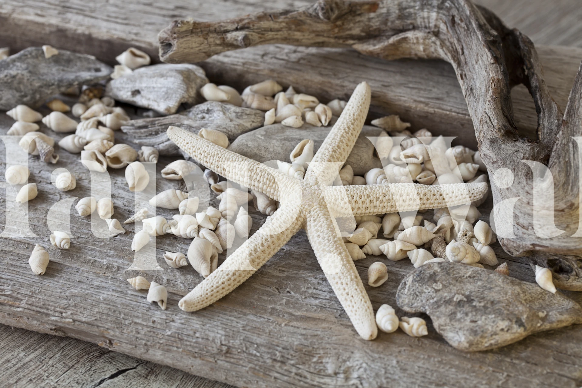 Starfish and pebbles on driftwood wall mural