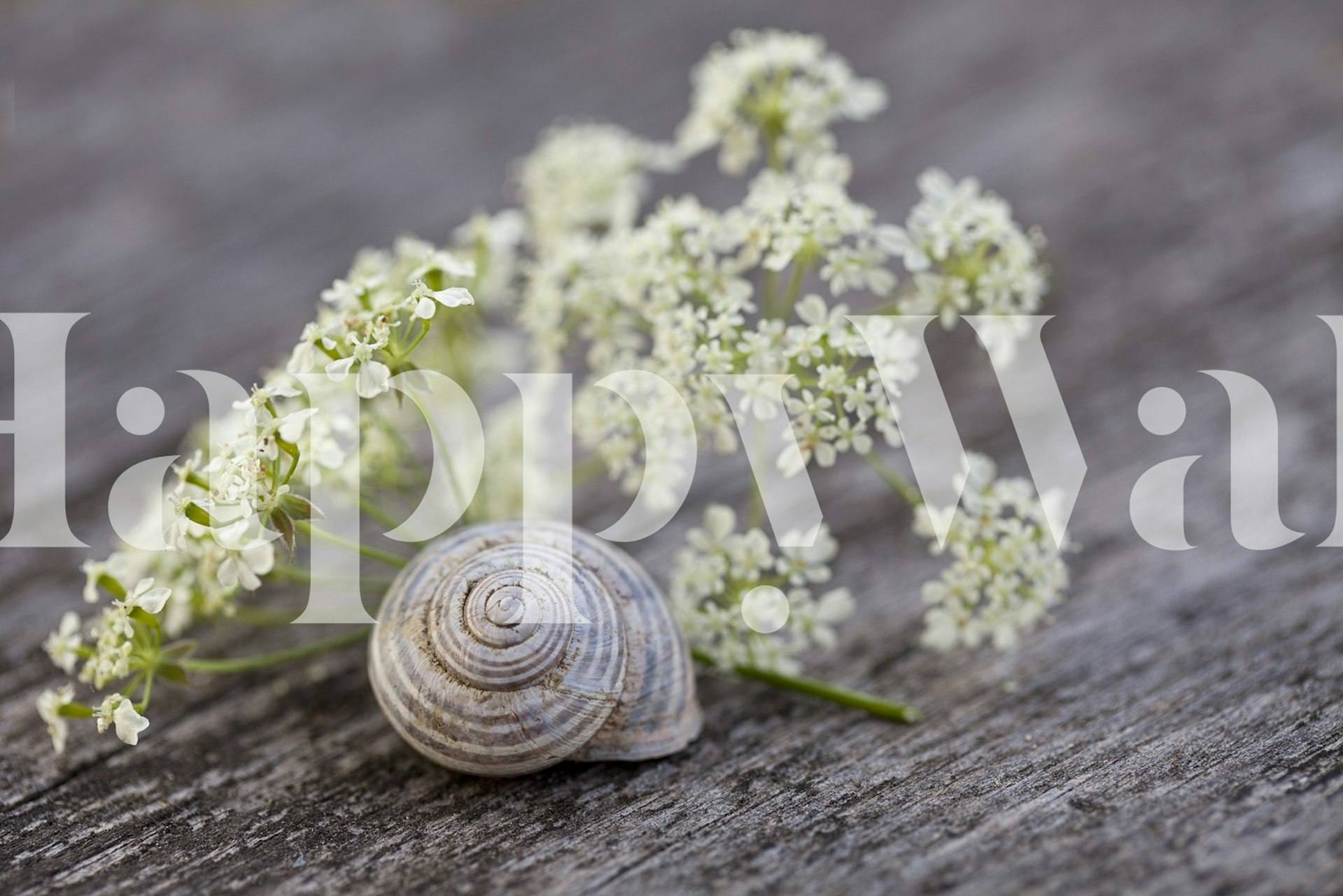Delicate white flowers and snail shell on textured surface wallpaper