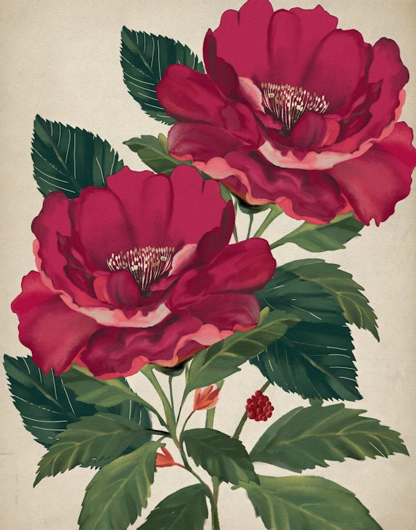 Elegant Peony Blossoms