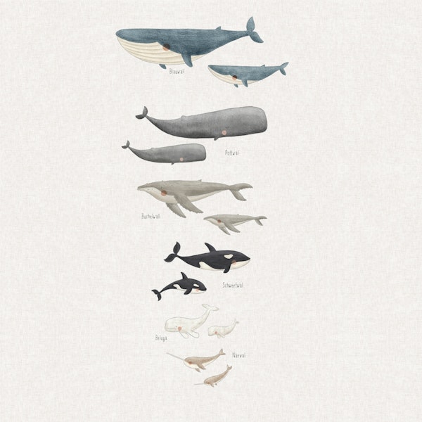 Majestic whales in German