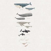 Serenity Sea Creature Array wallpaper
