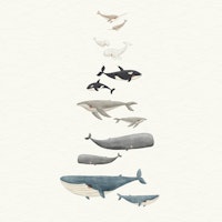 Whale Song Serenity papel de parede