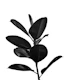 Ficus Finesse 2