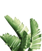 Green Banana Leaves Dream 6 carta da parati