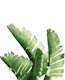Green Banana Leaves Dream 6