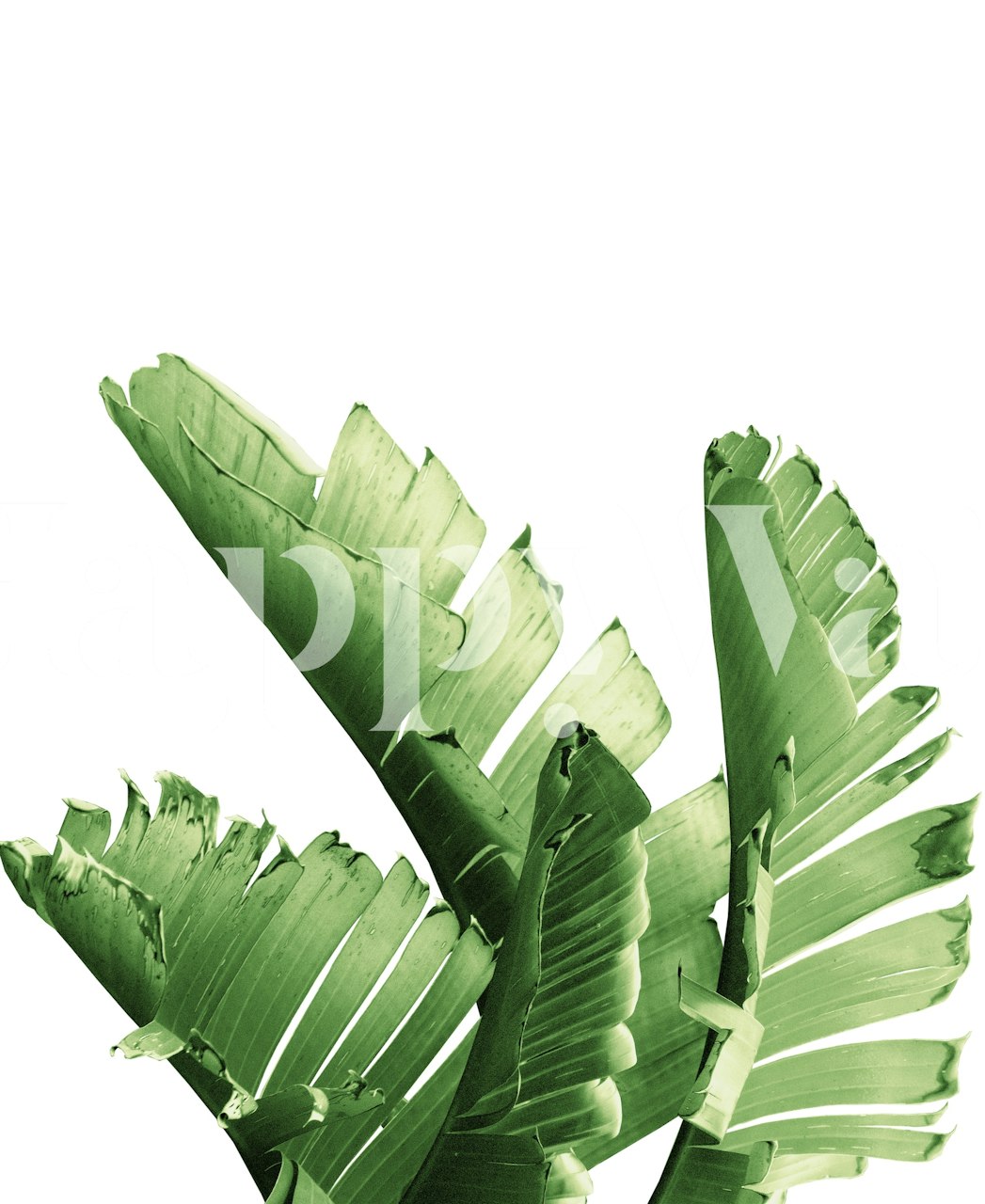 Green banana leaves wall mural for a tropical decor theme
