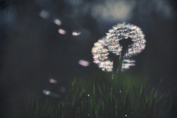 Flowers Dandelion Dreams