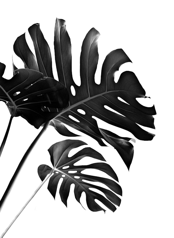 Tropical Monstera Finesse 2