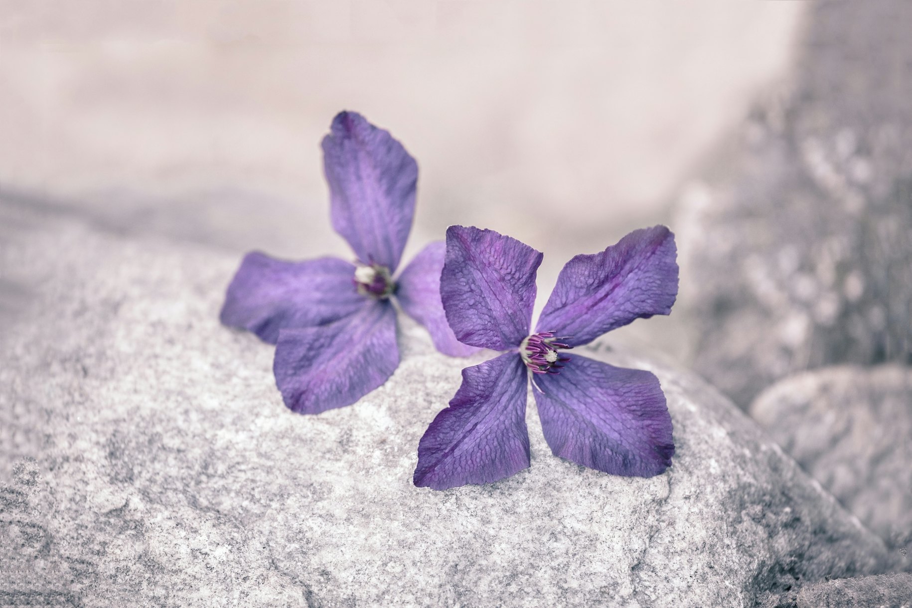 Purple Clematis Flowers wallpaper - Happywall