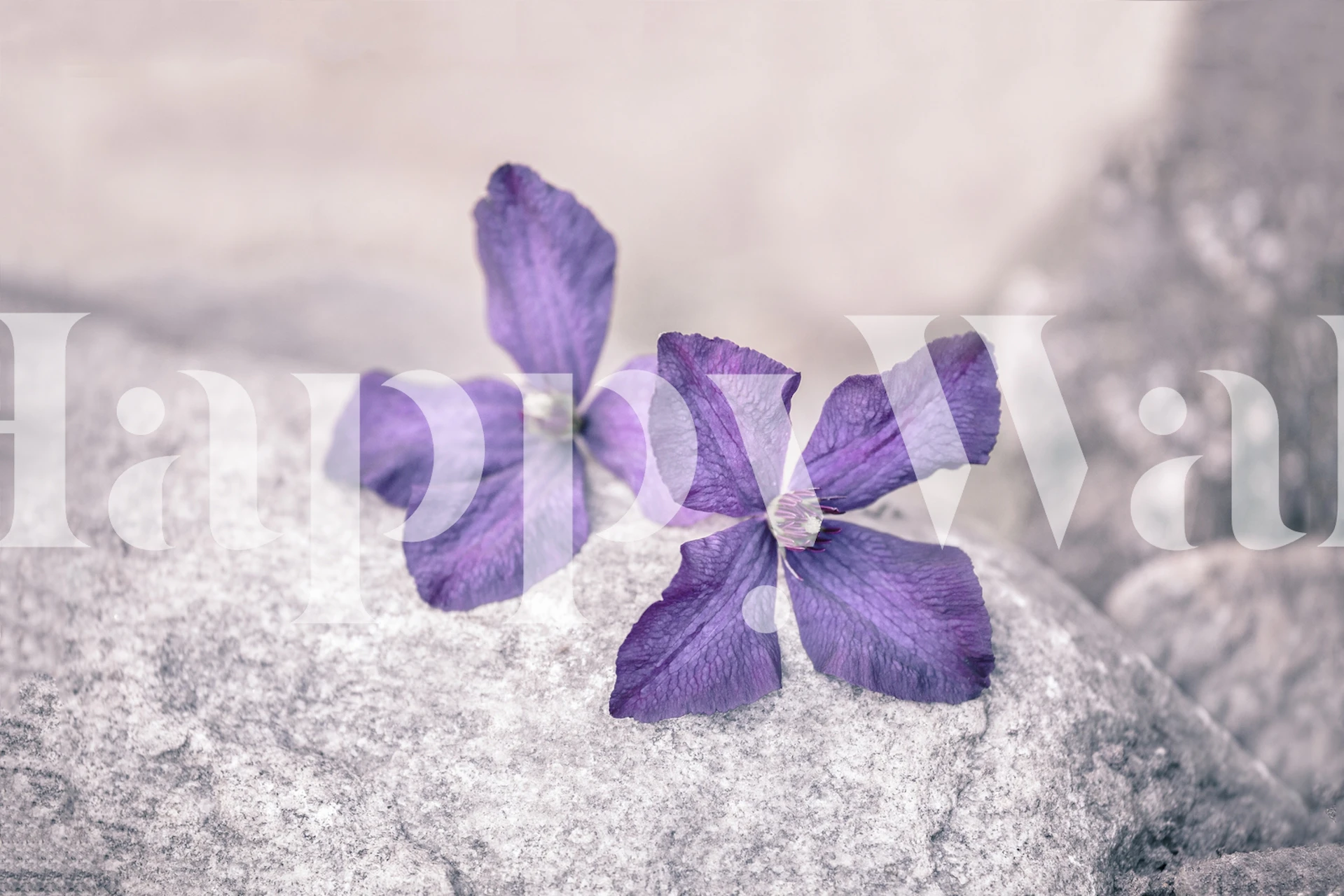 Purple clematis flowers on stone background wallpaper