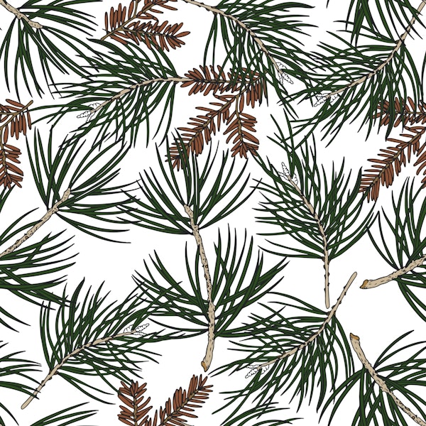 Tranquil Forest Needles