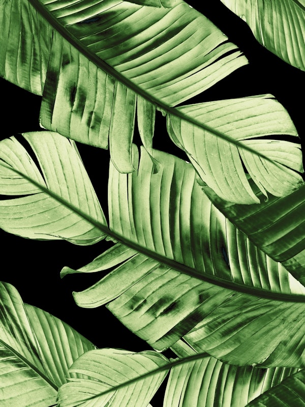 Banana Night Leaves 1