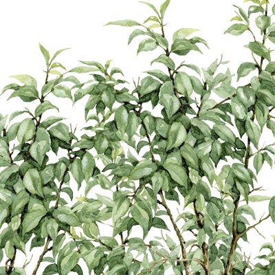 Mural