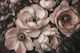 Antique Blush Floral Charm