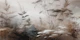 Misty Meadow Ambience