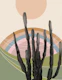 Cactus in the Desert 2