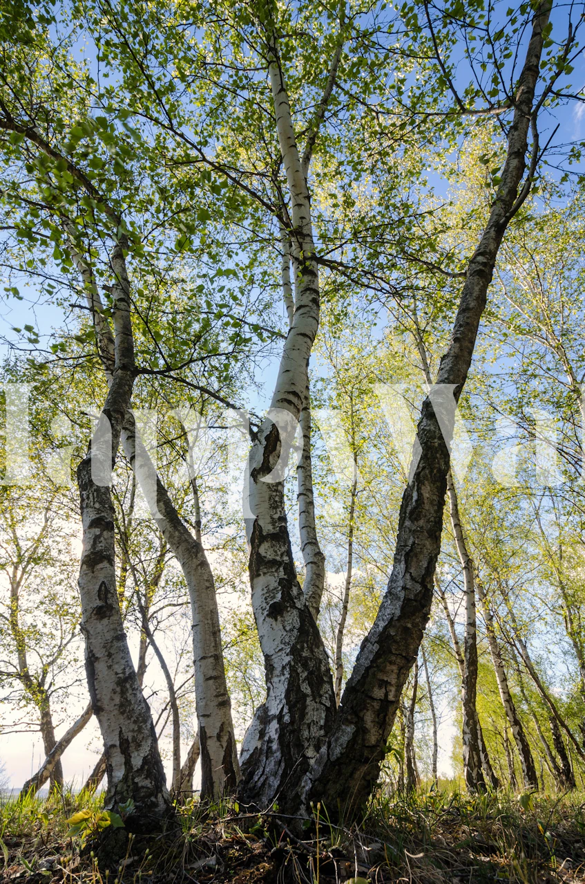 Carta da parati con betulle con luce solare che filtra attraverso le foglie