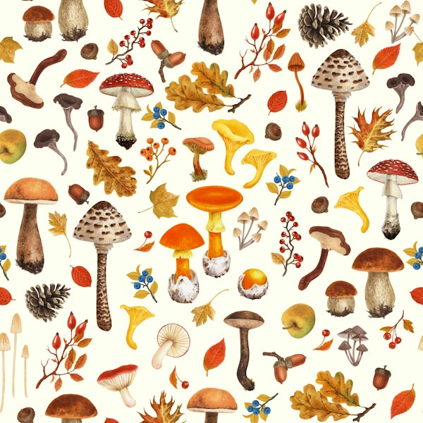Wild mushrooms on off white