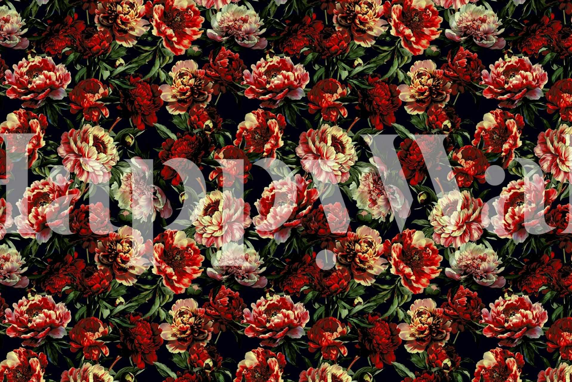 Colorful peony flowers on dark background floral wallpaper