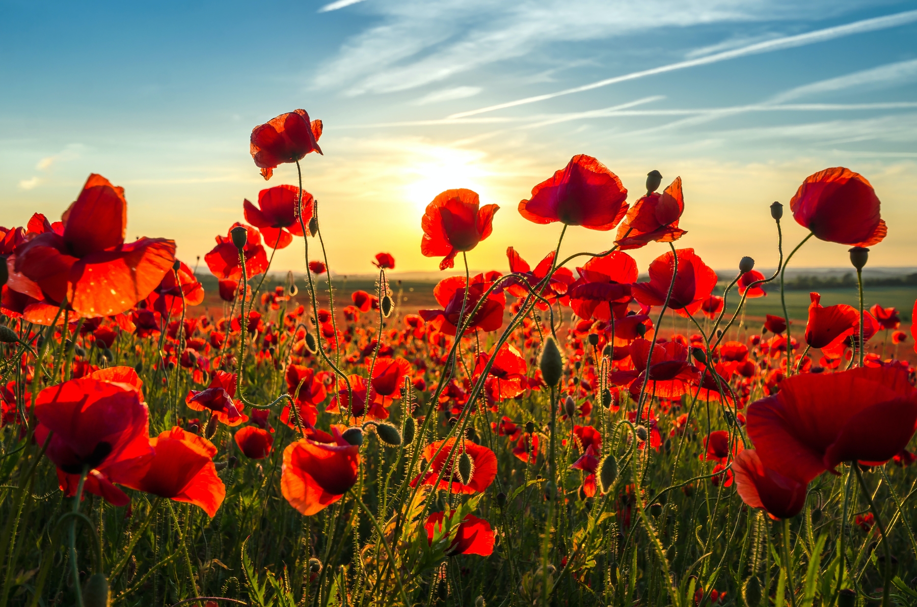 Poppies at Summer wallpaper | Happywall