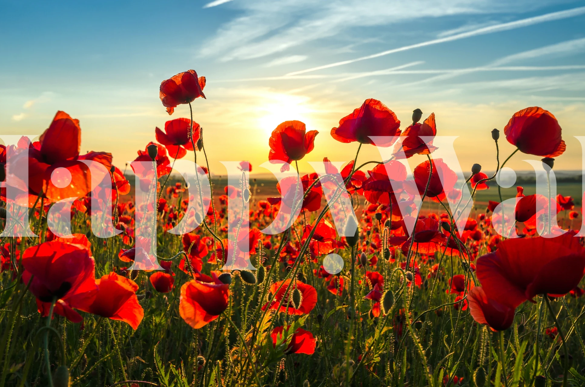 Vibrant red poppies against a sunset background, floral wallpaper